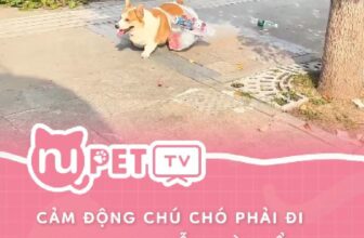 [🆕🇻🇳] Nu Pet – Yêu Thú Cưng 🐶🦜 Top1Pets 🐱🐠 Thương bé quá
#nupet
, shares-0✔️ , likes-0❤️️ , date-2024-10-28 22:32:29🐶🐱🇻🇳🇻🇳🇻🇳📰🆕