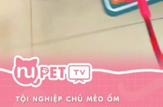 [🆕🇻🇳] Nu Pet – Yêu Thú Cưng 🐶🦜 Top1Pets 🐱🐠 Nữa đi sen mạnh nữa
#nupet
, shares-0✔️ , likes-0❤️️ , date-2024-10-29 22:29:31🐶🐱🇻🇳🇻🇳🇻🇳📰🆕