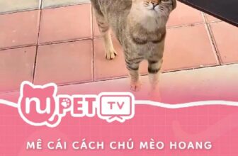 [🆕🇻🇳] Nu Pet – Yêu Thú Cưng 🐶🦜 Top1Pets 🐱🐠 Bé khôn quá
#nupet
, shares-0✔️ , likes-0❤️️ , date-2024-10-30 22:53:36🐶🐱🇻🇳🇻🇳🇻🇳📰🆕