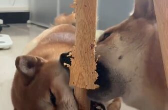 [🆕🇻🇳] Pet Mart – Cửa Hàng Thú Cưng 🐶🦜 Top1Pets 🐱🐠 Nuôi 1 con thì sợ nó buồn  #shibainu #chó_cưng #doglife
, shares-0✔️ , likes-0❤️️ , date-2024-11-08 19:31:45🐶🐱🇻🇳🇻🇳🇻🇳📰🆕