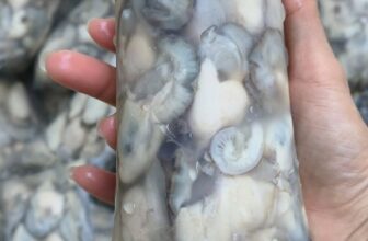 [🆕🇻🇳] Chả Cá Nha Trang sỉ lẻ sll 🍔 Top1Food  🍜 HÀU SỮA NGON NHỨT NÁCH Ạ
ZALO 093738 2489
, shares-0✔️ , likes-1❤️️ , date-2024-11-05 16:16:38🇻🇳🇻🇳🇻🇳📰🆕