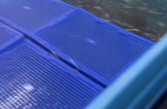 [🆕🇻🇳] TÔM HÙM KHÁNH HOÀ – Chuyên sỉ lẻ, tôm hùm sống, tôm hùm ngộp, tôm hùm cấp đông, số lượng lớn 🍔 Top1Food  🍜 Tôm hùm bông sống
Giá tại hồ 6xx
Size: 200gr-300gr
Size; 300gr-500gr
ĐC ; 117 Lý Nam Đế Nha Trang
LH; 0366508943
, shares-0✔️ , likes-3❤️️ , date-2024-11-07 16:50:44🇻🇳🇻🇳🇻🇳📰🆕