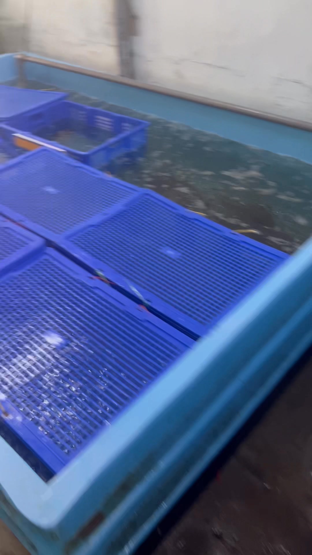 [🆕🇻🇳] TÔM HÙM KHÁNH HOÀ – Chuyên sỉ lẻ, tôm hùm sống, tôm hùm ngộp, tôm hùm cấp đông, số lượng lớn 🍔 Top1Food  🍜 Tôm hùm bông sống 
Giá tại hồ 6xx 
Size: 200gr-300gr 
Size; 300gr-500gr 
ĐC ; 117 Lý Nam Đế Nha Trang 
LH; 0366508943
 , shares-0✔️ , likes-3❤️️ , date-2024-11-07 16:50:44🇻🇳🇻🇳🇻🇳📰🆕