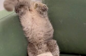 [🆕🇻🇳] Pet Mart – Cửa Hàng Thú Cưng 🐶🦜 Top1Pets 🐱🐠 Từ chối hiểu  #funnycat #mèodễthương #mèocute
, shares-0✔️ , likes-0❤️️ , date-2024-11-09 14:12:31🐶🐱🇻🇳🇻🇳🇻🇳📰🆕