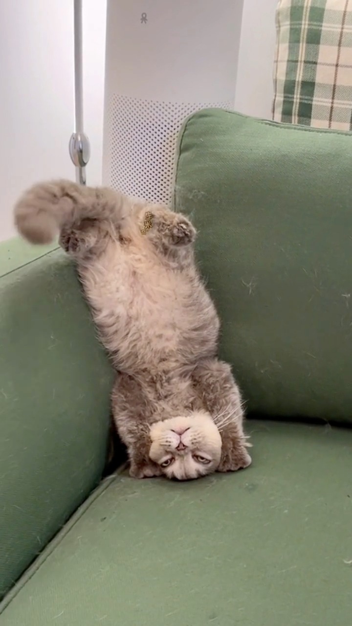 Từ chối hiểu #funnycat #mèodễthương #mèocute