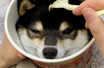 [🆕🇻🇳] Pet Mart – Cửa Hàng Thú Cưng 🐶🦜 Top1Pets 🐱🐠 Mì tôm đáng iu  #chóhàihước #chócute #shibainu #mitom
, shares-0✔️ , likes-0❤️️ , date-2024-11-09 02:31:16🐶🐱🇻🇳🇻🇳🇻🇳📰🆕