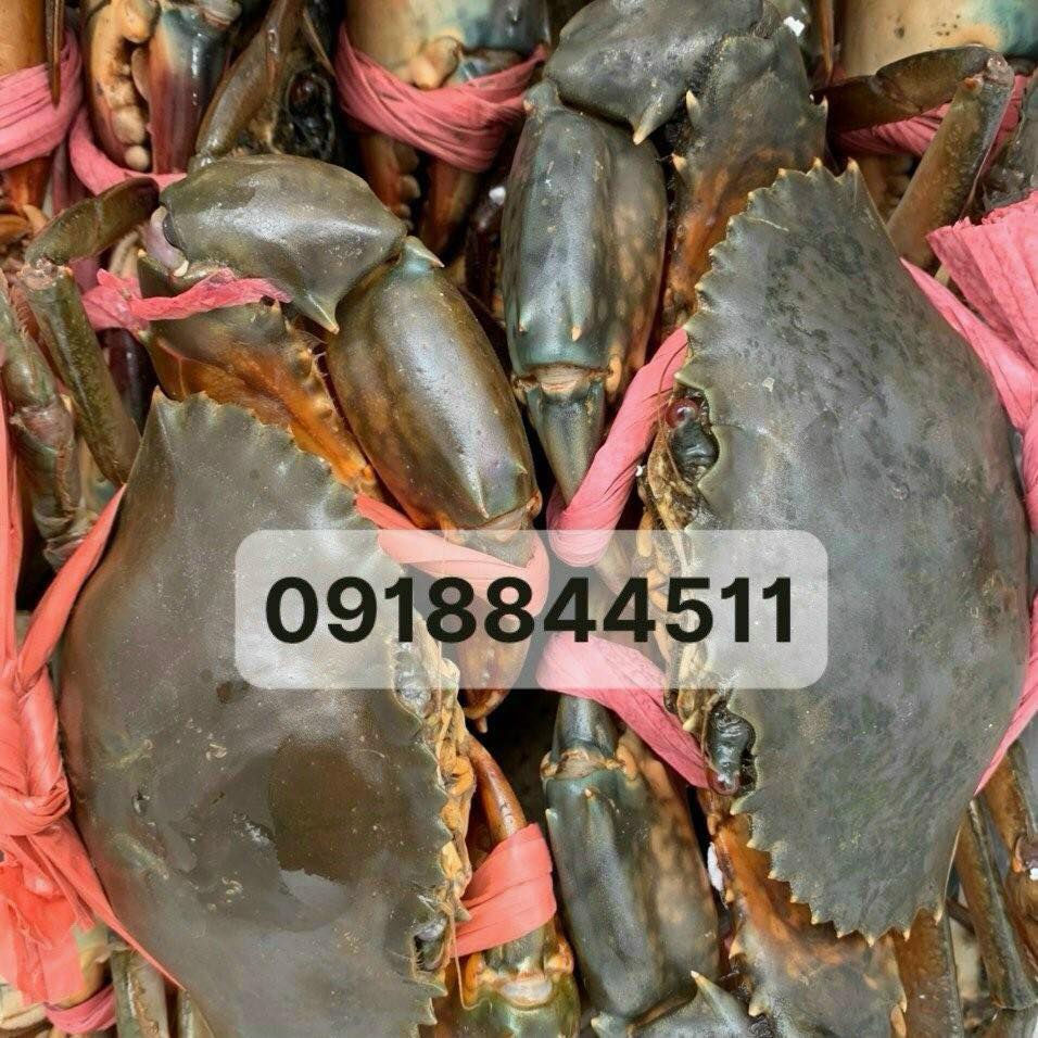 [🆕🇻🇳] Shop mẹ bé Hồng Ánh authenic 😎❤️️⭐️ GOM GẤP  ULT chốt gấp giúp em ko mai hết saleee hay hết size là tiếc lắmmmm. Áo lót lông cừu cho các anh Nam ấm lắm lun Uk saleee #365k ve tayyy nha.  Áo n , shares-0✔️ , likes-51❤️️ , date-2024-11-26 20:43:28🇻🇳🇻🇳🇻🇳📰🆕