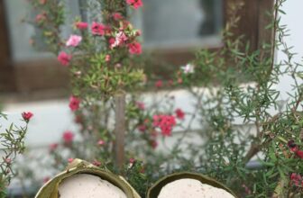 [🆕🇻🇳] BẾP – LÊ GIA – Chuyên các sản phẩm nguyên chất về ong mật 🍔 Top1Food  🍜 Bếp nhận orrder thứ 3 (26/11) và thứ 6 (29/11)
Hãy nhắn cho Bếp sớm để Bếp chuẩn bị chu đáo nhất
Chả lụa               Chả chiên
Chả phên           Chả , shares-0✔️ , likes-13❤️️ , date-2024-11-24 16:08:53🇻🇳🇻🇳🇻🇳📰🆕