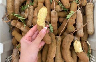 [🆕🇻🇳] Hoa Quả 4Mùa – Cửa hàng rau quả 🍔 Top1Food  🍜 #Traicay nhà e hôm nay sẵn nhiều mã cho cả nhà ạ
Nho mẫu đơn VIP #179k/hộp
Việt Quất #179k/ set 2 hộp lẻ 95k
Táo tàu thùng giấy #189k/ xách
Lựu ruột đỏ se , shares-0✔️ , likes-1❤️️ , date-2024-11-28 21:13:16🇻🇳🇻🇳🇻🇳📰🆕