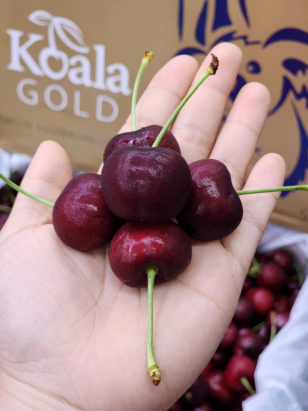 [🆕🇻🇳] Trái Cây Nhập Khẩu Tuy Hoà-Phú An Food 🍔 Top1Food  🍜 Siêu phẩm CHERRY ÚC đầu mùa . Săn được cá hời cho cả nhà mình đây ạ 
Chỉ #180k/hộp 500g – #360k/kg . Sẵn sl ít nên mọi người tranh thủ nha. Ry đậm vị ăn si , shares-0✔️ , likes-4❤️️ , date-2024-11-30 16:50:08🇻🇳🇻🇳🇻🇳📰🆕