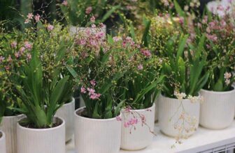 [🆕🇻🇳] Nhà AnAn – chuyên cung cấp rau củ quả hữu cơ, sạch, rõ nguồn gốc từ Đà Lạt 🍔 Top1Food  🍜 Cái tên gì mà yêu thế, lan vũ nữ #hồnglâumộng
Em ấy đang làm mưa làm gió trên các hội nhóm Hoa Lan Đà Lạt, không lẽ xuống cho khách mê hoa gì gì nhỏ nhỏ x , shares-0✔️ , likes-12❤️️ , date-2024-12-02 02:45:20🇻🇳🇻🇳🇻🇳📰🆕