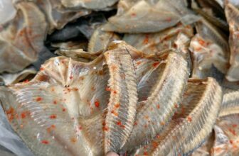 [🆕🇻🇳] Đặc Sản Vùng Quê – Thực phẩm & Đồ uống 🍔 Top1Food  🍜 Khô cá phi vị vừa ăn nay ẻm có nhé cả nhà iu
Cá khô còn chút độ dẻo cá để khi sơ chế chiên/nướng cá khô không bị cứng hay khô xạm thịt ạ
Team khô cá phi củ , shares-2✔️ , likes-5❤️️ , date-2024-12-04 00:09:56🇻🇳🇻🇳🇻🇳📰🆕