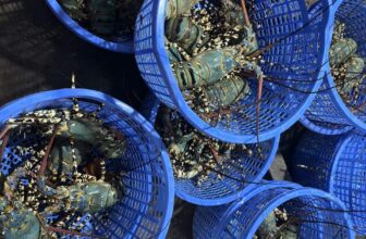 [🆕🇻🇳] Tôm Hùm Việt – Chuyên cung cấp sỉ tôm hùm cho các vựa, nhà hàng khách sạn 🍔 Top1Food  🍜  #HÙM_BÔNG_SỐNG đẹp xuất sắc
Giá rẻ như cho, chỉ 8⃣xx nhỏ xíu
UY TÍN – CHẤT LƯỢNG – NIỀM TIN
#Sỉ – #Lẻ lên đơn e ship hàng hỏa tốc luôn nha
Liê , shares-0✔️ , likes-3❤️️ , date-2024-12-05 05:37:22🇻🇳🇻🇳🇻🇳📰🆕