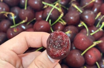 [🆕🇻🇳] Chio shop – Cửa hàng rau quả 🍔 Top1Food  🍜 Cherry s28 chủng Bing cứng giòn, ngọt đậm vị, cuống xanh
460k/kg
Thùng 5kg/2.250k
, shares-0✔️ , likes-1❤️️ , date-2024-12-03 20:58:33🇻🇳🇻🇳🇻🇳📰🆕