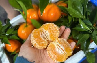 [🆕🇻🇳] Chio shop – Cửa hàng rau quả 🍔 Top1Food  🍜 Cam Canh em về tiếp ạ, ngọt lịm, tươi xanh80k/kg
, shares-0✔️ , likes-0❤️️ , date-2024-12-06 16:40:13🇻🇳🇻🇳🇻🇳📰🆕