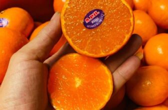 [🆕🇻🇳] TH Fruit – Chuyên Trái Cây Nhập Khẩu Cao Cấp 🍔 Top1Food  🍜  𝑸𝒖𝒚́𝒕 𝒖́𝒄 2𝒑𝒉 𝒅𝒐̀𝒏𝒈 𝒒𝒖𝒚́𝒕 𝒏𝒈𝒐𝒏 𝒏𝒉𝒂̂́𝒕 𝒕𝒓𝒐𝒏𝒈 𝒄𝒂́𝒄 𝒍𝒐𝒂̣𝒊 𝒒𝒖𝒚́𝒕Quýt baby bản 2.P.H cực xinh. Cực căng, bóng mịn, đài xanh tươi. Ngọt thuần, mọng nước
Siê , shares-0✔️ , likes-1❤️️ , date-2024-12-07 23:47:24🇻🇳🇻🇳🇻🇳📰🆕