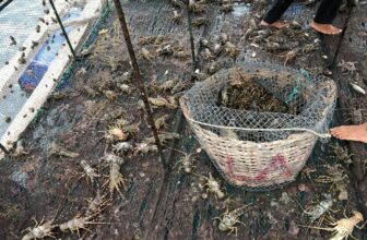 [🆕🇻🇳] Tôm Hùm Việt – Chuyên cung cấp sỉ tôm hùm cho các vựa, nhà hàng khách sạn 🍔 Top1Food  🍜 Xuân đã về ,Tôm đã về, chuẩn bị lên đường về Thái Lan…mọi người cần #Tôm_Hùm thì ib ủng hộ em nha…
=> Ship tận nơi các quận TPHCM , sỉ mọi miền tổ quốc , shares-0✔️ , likes-5❤️️ , date-2024-12-05 23:12:32🇻🇳🇻🇳🇻🇳📰🆕