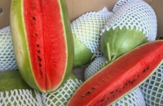 [🆕🇻🇳] THUỶ THUỶ FOOD – Trái Cây Sạch / Đặc Sản Đà Lạt 🍔 Top1Food  🍜  𝐃𝐔̛𝐀 𝐇𝐀̂́𝐔 Đ𝐔̛𝐎̛̀𝐍𝐆 𝐆𝐀𝐑𝐘 hiếm lắm nè. Dưa giống mới siêu ngọt nha
#39k/kg – mua từ 2 trái
Lẻ 45/kg
Trái 2.5-4kgDưa hấu đường cực kì mỏng vỏ, ít hạt , shares-0✔️ , likes-0❤️️ , date-2024-12-08 05:13:22🇻🇳🇻🇳🇻🇳📰🆕