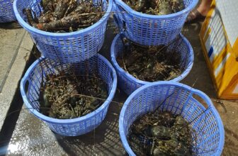 [🆕🇻🇳] Tôm Hùm Việt – Chuyên cung cấp sỉ tôm hùm cho các vựa, nhà hàng khách sạn 🍔 Top1Food  🍜  , shares-0✔️ , likes-3❤️️ , date-2024-12-07 18:25:00🇻🇳🇻🇳🇻🇳📰🆕