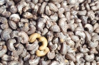 [🆕🇻🇳] Thực Phẩm An Toàn Lê Minh 🍔 Top1Food  🍜 Hạt điều Bình Phước size cồ ạ
, shares-0✔️ , likes-1❤️️ , date-2024-12-11 21:38:51🇻🇳🇻🇳🇻🇳📰🆕