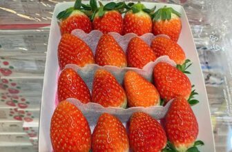 [🆕🇻🇳] Chio shop – Cửa hàng rau quả 🍔 Top1Food  🍜 Hôm nay em về dâu Joyfarm nha, đỏ nhất, ngọt nhất, thơm nhất vẫn là Joyfarm nha280k/hộp 330gram
Thùng 4 hộp/1.100k
, shares-0✔️ , likes-0❤️️ , date-2024-12-09 16:46:56🇻🇳🇻🇳🇻🇳📰🆕