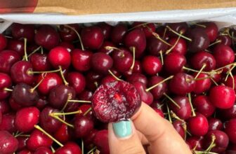 [🆕🇻🇳] Hoa Quả 4Mùa – Cửa hàng rau quả 🍔 Top1Food  🍜  CHERRY ÚC HILL S26-28+#449k/ kg ( 500g giá 229k)VÀO MÙA CHUẨN RỒI NÊN GIÁ THÀNH HẠ XUỐNG SÁT ĐÁY Ạ – Độ GIÒN RỤM -ĐẬM VỊ CỰC KỲ – CÓ ĐỘ NGỌT VÀ H , shares-0✔️ , likes-0❤️️ , date-2024-12-09 14:28:47🇻🇳🇻🇳🇻🇳📰🆕