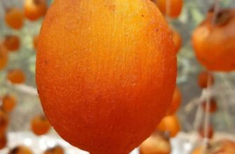 [🆕🇻🇳] Vườn Dâu Nhà Mớm – Based in Saigon 🍔 Top1Food  🍜 #hồngkemtreogió
một mùa mới lại bắt đầu rồi nha.
Hồng treo 1 gió – Hay còn gọi là Hồng KemHồng treo 1 gió ăn khác hẳn hồng treo nhiều giómn nhé.
Ngoài  , shares-0✔️ , likes-0❤️️ , date-2024-12-09 20:08:52🇻🇳🇻🇳🇻🇳📰🆕