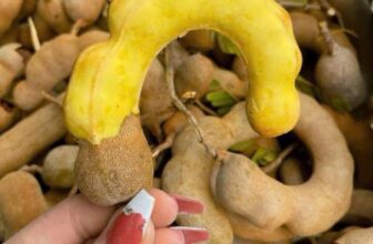 [🆕🇻🇳] Hương Thảo food and Fruits – Cửa hàng thực phẩm tự nhiên 🍔 Top1Food  🍜 . MÍT NGHỆ XƯA….VỊ NGỌT … GIÒN NHẸ , XEN XÍU VỊ CHUA  ĐẶT TRƯNG….NGON TUYỆT
– LỘT MÚI : 130K/KY – 3ky : 350k. MÍT ĐỎ INDO NGỌT ĐẬM ĐÀ ,THƠM VANI Đ , shares-0✔️ , likes-0❤️️ , date-2024-12-10 04:21:13🇻🇳🇻🇳🇻🇳📰🆕