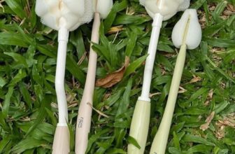 [🆕🇻🇳]  Suzanna Nguyen  (Suzanna Nguyen) – Best choice for your baby! 🧑‍🧒❤️️👶⭐️ Bộ cọ bình sữa mút xốp bọt biển TGM có gì thú vị ?
Bộ cọ bình sữa mút xốp bọt biển TGM có thiết kế rất nhỏ gọn, với hình cánh hoa trông rất đẹp mắt và cuố , shares-0✔️ , likes-0❤️️ , date-2024-12-28 22:00:49🇻🇳🇻🇳🇻🇳📰🆕