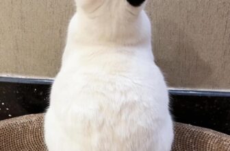 [🆕🇻🇳] Pet Mart – Cửa Hàng Thú Cưng 🐶🦜 Top1Pets 🐱🐠 Mèo lông trắng, trái tim đen,
Đa nhân cách lạ, dịu hiền đáng yêu.
#mèodễthương #cutecat #blackwhite
, shares-13✔️ , likes-439❤️️ , date-2024-12-12 17:39:46🐶🐱🇻🇳🇻🇳🇻🇳📰🆕