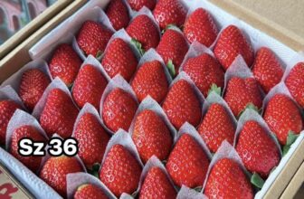 [🆕🇻🇳] Vườn Dâu Nhà Mớm – Based in Saigon 🍔 Top1Food  🍜 Hôm nay nhà vẫn có dâu tây giống Nhật, vẫn xinh đẹp như ngày nào luôn nhé
– Size 36 trái lớn: 220k /hộp 500gr giảm còn 205k. COMBO 2 hộp 390k
– Size 49 tr , shares-0✔️ , likes-1❤️️ , date-2024-12-11 22:35:09🇻🇳🇻🇳🇻🇳📰🆕