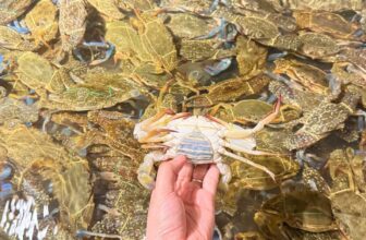 [🆕🇻🇳] Buffet KingHouse Seafood Cần Thơ 🍔 Top1Food  🍜 Lên lịch chiều nay nhé khách yêu.
Menu nóng hổi vừa thổi vừa ăn
Chiều cuối tuần dắt người thương đến ngay với em để tẩm bổ nào
Không Giới Hạn Không Tính  , shares-2✔️ , likes-15❤️️ , date-2024-12-17 18:29:41🇻🇳🇻🇳🇻🇳📰🆕