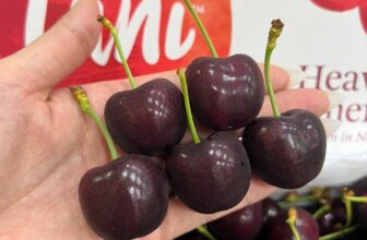 [🆕🇻🇳] Paul’s Healthy Fruits – Cửa hàng rau quả 🍔 Top1Food  🍜 ——SHOP mời Cả nhà mình cùng ngắm nghía Menu Hoa Quả ngày #19ÂMLỊCH ạ
CÁC LOẠI QUẢ XỊN xò – CHẤT lượng – TƯƠI ngon đc xách từ trực tiếp mỗi ngày từ các nư , shares-0✔️ , likes-0❤️️ , date-2024-12-19 08:48:38🇻🇳🇻🇳🇻🇳📰🆕