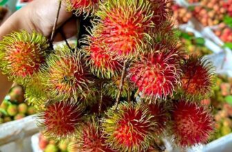 [🆕🇻🇳] Hương Thảo food and Fruits – Cửa hàng thực phẩm tự nhiên 🍔 Top1Food  🍜  MĂNG CỤT CỰC KỲ KHANG HIẾM THỜI ĐIỂM NÀY Ạ…..GI CỰC KỲ CAO ; 370K/KY
HÀNG E CÓ SẴN….KHACH CAN IB E
, shares-0✔️ , likes-0❤️️ , date-2024-12-14 17:03:21🇻🇳🇻🇳🇻🇳📰🆕