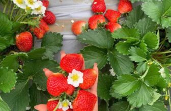 [🆕🇻🇳] Vườn Dâu Nhà Mớm – Based in Saigon 🍔 Top1Food  🍜  DÂU TÂY MỘC CHÂU  – HÀNG CÓ SẴNChào đón mấy em Dâu tây Mộc Châu cập bến Nhà   Không uổng công Nhà chờ đợi – hôm nay Dâu Mộc Châu đã có sẵn ở Tiệm rồi ạ , shares-0✔️ , likes-1❤️️ , date-2024-12-16 05:03:07🇻🇳🇻🇳🇻🇳📰🆕