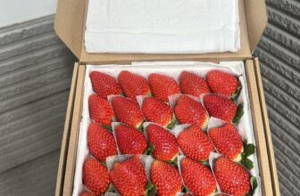 [🆕🇻🇳] Vườn Dâu Nhà Mớm – Based in Saigon 🍔 Top1Food  🍜 DÂU TÂY GIỐNG NHẬT NGỌT, thơm lừng – HÀNG CÓ SẴN
Hôm nay Tiệm lại có dâu rồi ạ
Size VIP 25 trái: #250k/ hộp 500gr
Dâu Nhật sky size vừa 49 trái: #18 , shares-0✔️ , likes-0❤️️ , date-2024-12-18 15:19:42🇻🇳🇻🇳🇻🇳📰🆕