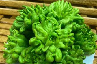 [🆕🇻🇳] Hoa Quả 4Mùa – Cửa hàng rau quả 🍔 Top1Food  🍜
#Phật_thủ – loại trái đặc biệt và nhiều ý nghĩa
Vì người xưa quan niệm phần búp cụp bên ngoài có hình dáng giống tay phật nắm, tượng trưng cho , shares-0✔️ , likes-0❤️️ , date-2024-12-17 18:42:34🇻🇳🇻🇳🇻🇳📰🆕