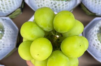 [🆕🇻🇳] Trái Cây Nhập Khẩu Đường Bay – Cửa hàng rau quả 🍔 Top1Food  🍜 Nho mẫu đơn Hàn Quốc- trái cứng- ngọt lịm và rất thơm ngon- hàng chuẩn bay #200k/hộp 450grThùng 9 chùm 1650k
…Đây là vị bên em ăn thử và miêu tả. Khu , shares-0✔️ , likes-3❤️️ , date-2024-12-20 17:26:49🇻🇳🇻🇳🇻🇳📰🆕