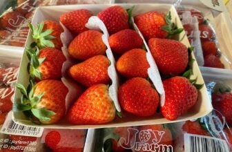 [🆕🇻🇳] Chio shop – Cửa hàng rau quả 🍔 Top1Food  🍜 Hot Hot Hot!!!Dâu Joyfarm giá siêu tốt hôm nay (17.12)Joyfarm thì đỉnh số 1 khỏi bàn cãi rồi, trái đỏ, ngọt lịm, rất thơm250k/hộp 330gram (mua kèm mó , shares-0✔️ , likes-0❤️️ , date-2024-12-17 15:58:18🇻🇳🇻🇳🇻🇳📰🆕