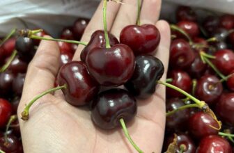 [🆕🇻🇳] TH Fruit – Chuyên Trái Cây Nhập Khẩu Cao Cấp 🍔 Top1Food  🍜 CHERRY ÚC CHUYẾN MỚI TINHCuống xanh, tươi ngon, giòn ngọt, mọng nước
Cherry úc có vị ngọt và mùi thơm đặc trưng, để lại ấn tượng sâu sắc với bất cứ ai , shares-0✔️ , likes-5❤️️ , date-2024-12-12 21:13:59🇻🇳🇻🇳🇻🇳📰🆕