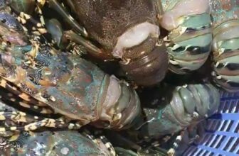 [🆕🇻🇳] Tôm Hùm Việt – Chuyên cung cấp sỉ tôm hùm cho các vựa, nhà hàng khách sạn 🍔 Top1Food  🍜 Tiền không thể mua được hạnh phúc, nhưng có thể mua được #TÔM_HÙM_ĐÔNG_LẠNH đỉnh nóc kịch trần bay phất phới nhà #TÔM_HÙM_VIỆT nha.
Chỉ với 4⃣2 , shares-0✔️ , likes-4❤️️ , date-2024-12-16 21:21:55🇻🇳🇻🇳🇻🇳📰🆕