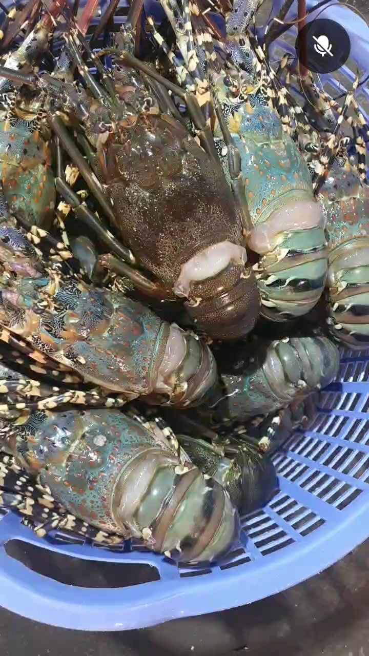 [🆕🇻🇳]  MickeyMinnie Shop – Quần áo trẻ em Xuất Dư 🧑‍🧒❤️️👶⭐️ Hàng đang về – 10,15 ngày trảVáy Walmart công chúa #Disney dư xịn
Size 3-8y
Giá 1xx/Váy
, shares-0✔️ , likes-1❤️️ , date-2024-12-16 21:21:22🇻🇳🇻🇳🇻🇳📰🆕