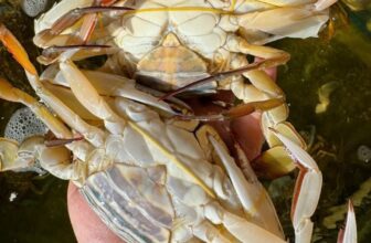 [🆕🇻🇳] Buffet KingHouse Seafood Cần Thơ 🍔 Top1Food  🍜 ĐẦU TUẦN ĂN GÌ
Không Khó Nghĩ Vì Đã Có #buffet_kinghouse
MENU NỒNG CHÁY CHIỀU THỨ 3⃣
VỚI BUFFET HẢI SẢN KINGHOUSE ĐẦY ẮP CUA, GHẸ, TÔM, BÀO NGƯ, CÁ , shares-68✔️ , likes-5❤️️ , date-2024-12-18 19:11:11🇻🇳🇻🇳🇻🇳📰🆕