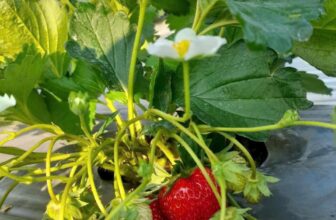 [🆕🇻🇳] Hoa Quả 4Mùa – Cửa hàng rau quả 🍔 Top1Food  🍜 1⃣. 𝐄 𝐯𝐞̂̀ 𝐝𝐚̂𝐮 𝐌𝐨̣̂𝐜 𝐂𝐡𝐚̂𝐮 𝐬𝐢𝐞̂𝐮 𝐧𝐠𝐨̣𝐭 đ𝐚̂𝐲 𝐚̣  𝐍𝐠𝐨̣𝐭 đ𝐚̣̂𝐦, 𝐦𝐨̣𝐧𝐠 𝐧𝐮̛𝐨̛́𝐜, 𝐜𝐡𝐚̂́𝐭 𝐥𝐮̛𝐨̛̣𝐧𝐠 𝐦𝐢𝐞̂̃𝐧 𝐛𝐚̀𝐧!chỉ từ #149k/hộp kèm muối xíu muội, shares-0✔️ , likes-0❤️️ , date-2024-12-16 17:25:42🇻🇳🇻🇳🇻🇳📰🆕