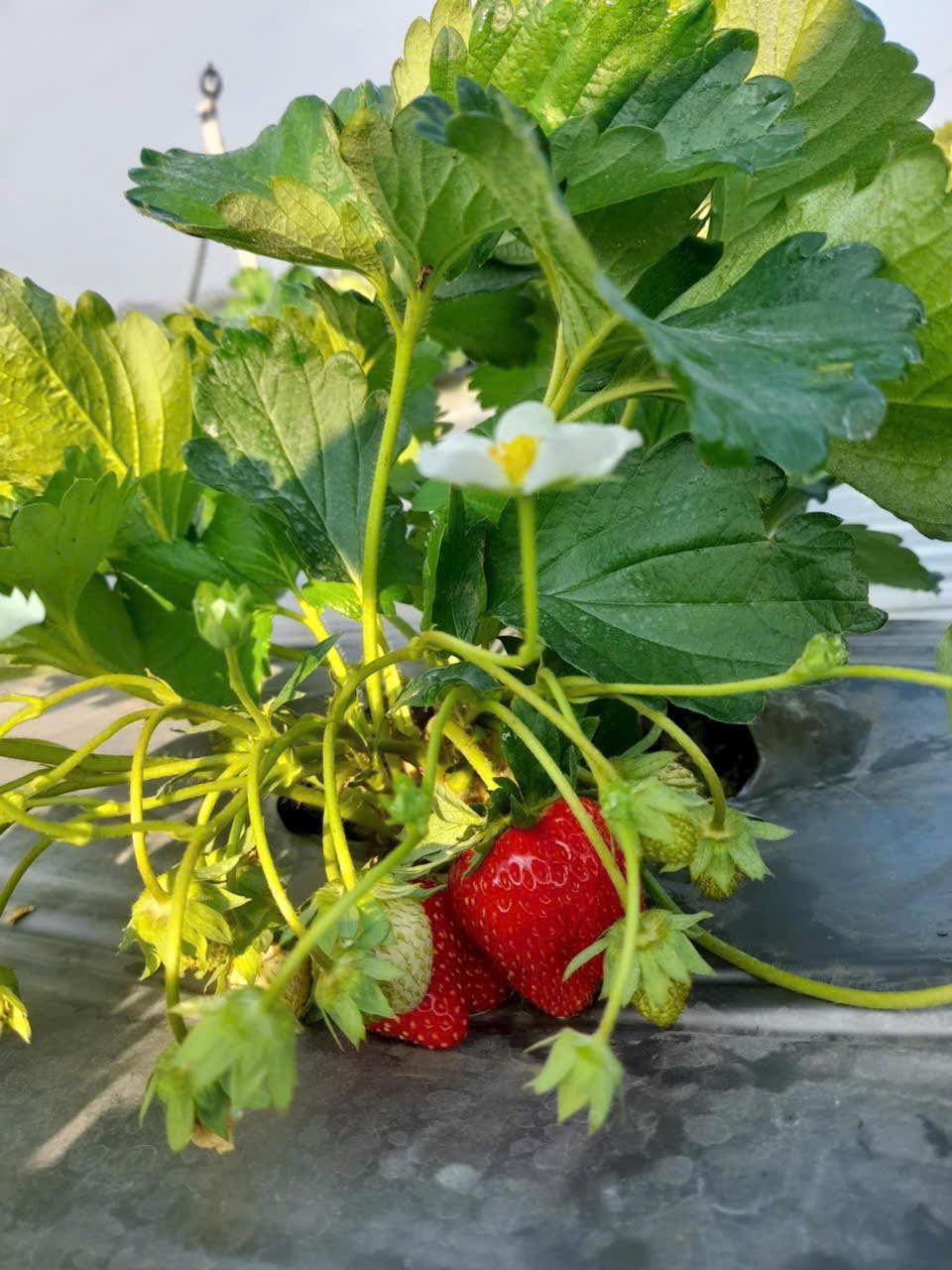 [🆕🇻🇳]  Kiều Kiều – Thời Trang Thiết Kế 🧑‍🧒❤️️👶⭐️ Chuyên mục xã kho đón TẾT sớm ạTrưa nay 11h00 bé gái nha .
, shares-0✔️ , likes-9❤️️ , date-2024-12-16 17:24:52🇻🇳🇻🇳🇻🇳📰🆕