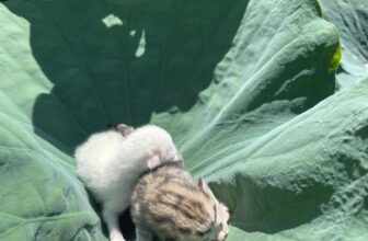 [🆕🇻🇳] Nu Pet – Yêu Thú Cưng 🐶🦜 Top1Pets 🐱🐠 Mèo rơi lá Sen#nupet
, shares-0✔️ , likes-17❤️️ , date-2024-12-17 18:11:57🐶🐱🇻🇳🇻🇳🇻🇳📰🆕