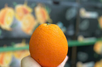 [🆕🇻🇳] F5 Fruit Shop Hồ Chí Minh-hệ thống bán lẻ Trái cây Nhập khẩu cao cấp 🍔 Top1Food  🍜 𝐂𝐚𝐦 𝐊𝐢𝐞̂́𝐧𝐠 𝐍𝐡𝐚̣̂𝐩 𝐊𝐡𝐚̂̉𝐮 – 𝟓𝟓𝐊/𝐊𝐆
Thùng 15Kg Giá chỉ 600K
Cam kết hàng đẹp cho ace, trái to tròn đều, sáng mã.
Cam mỏng vỏ, không hạt, cực kỳ mọng nước.  , shares-1✔️ , likes-0❤️️ , date-2024-12-18 22:00:08🇻🇳🇻🇳🇻🇳📰🆕