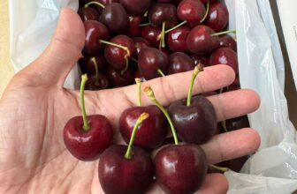 [🆕🇻🇳] Trái Cây Nhập Khẩu Đường Bay – Cửa hàng rau quả 🍔 Top1Food  🍜 Cherry New Zealand lô đầu vụ- ngọt ngon hậu chua nhẹ- trái cứng- cuốn xanh #1420k/hộp 2kg Size 28-30mmMua từ 3 hộp còn #1400kEm nhân order mai e trả đơ , shares-0✔️ , likes-2❤️️ , date-2024-12-19 02:07:01🇻🇳🇻🇳🇻🇳📰🆕