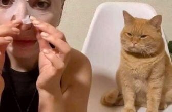 [🆕🇻🇳] Nu Pet – Yêu Thú Cưng 🐶🦜 Top1Pets 🐱🐠 Trẫm cũng phải đẹp#nupet
, shares-0✔️ , likes-9❤️️ , date-2024-12-19 17:06:51🐶🐱🇻🇳🇻🇳🇻🇳📰🆕