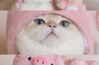 [🆕🇻🇳] Pet Mart – Cửa Hàng Thú Cưng 🐶🦜 Top1Pets 🐱🐠 Mèo xinh đôi má vàng ươm,
Hôm nay điểm phấn, dễ thương mấy phần.  #cutecat #mèodễthương
, shares-12✔️ , likes-198❤️️ , date-2024-12-18 03:52:47🐶🐱🇻🇳🇻🇳🇻🇳📰🆕